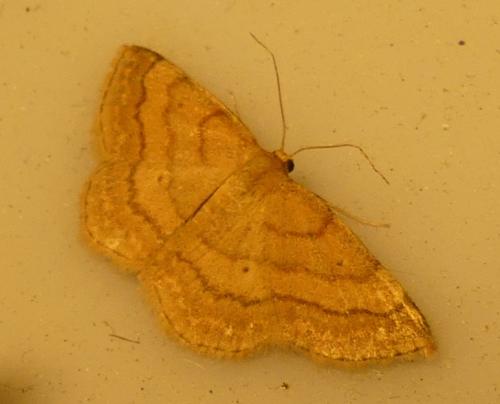 Réf. 324 486 : Scopula rubiginata